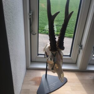 Trofæstativ til 1 buk